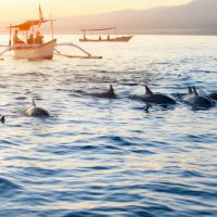 The Best Time of Year for Snorkeling in North Bali
