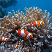 Top 5 Snorkeling Spots in North Bali You Shouldn’t Miss